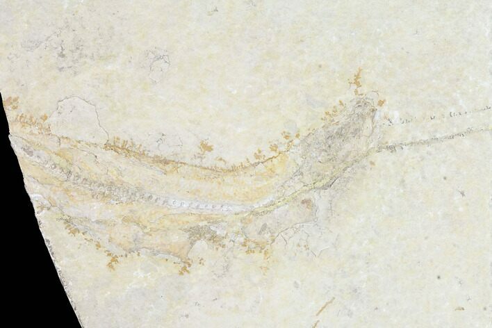 Bargain, Jurassic Fossil Fish - Solnhofen Limestone #101585
